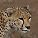 Gepard