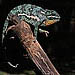 Fettes Baum-Gecko.